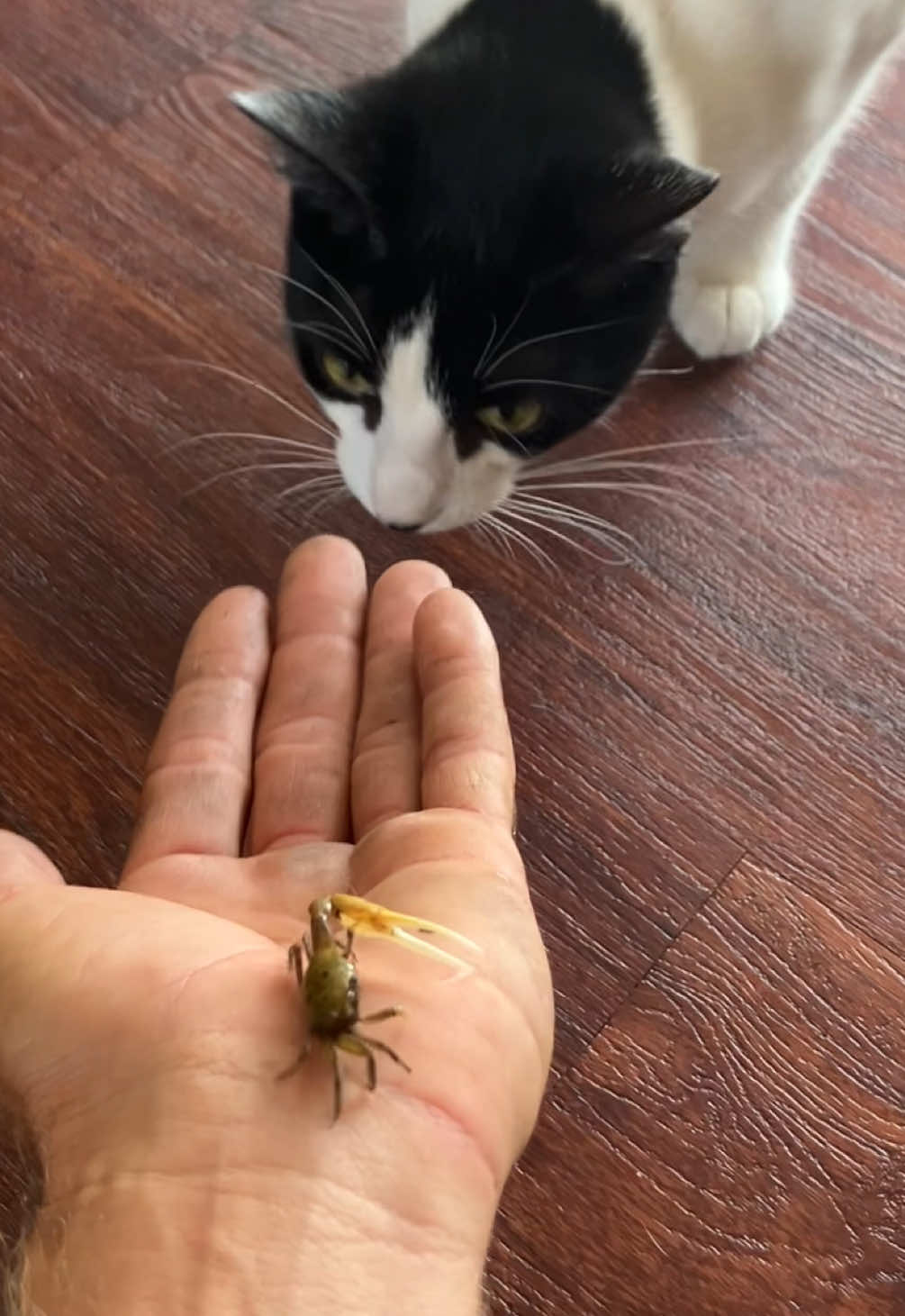 What do you mean how did I get that? I found a crab. I brought it home. You’re welcome. #fyp #cattok #kitty #cathunter 