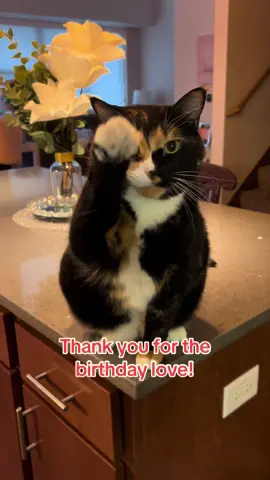 Feeling extra grateful for all the birthday wishes AND the love on Violet’s first eBook! 💫🎤 From rescued kitten to confident queen — this birthday is one for the books! 💜 #VioletTheSingingCat #BirthdayCat #CatTok #CatLove #EbookLaunch #CatInspo #RescueCat #grateful 
