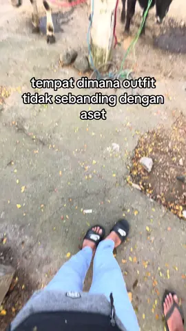 #fyp #peternakmuda #peternaksapiindonesia #bosmuda 