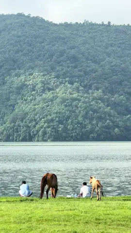 #pokhara #horseinpokhara #lakeside #pame  