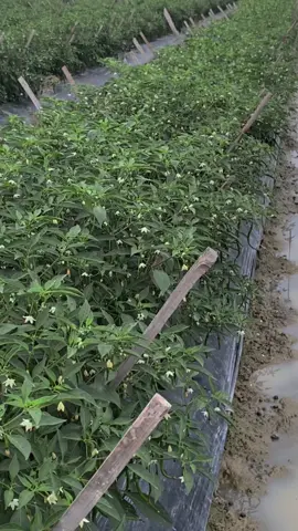 cenimatik sek🌿#petaniindonesia🇮🇩🇮🇩🇮🇩🌿🌿 #petanicmksumut #petanimilenial #petanicmk🌶️ #petanilubukcuik #lewatberanda #fyppppppppppppppppppppppp 
