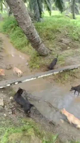 Yo eh peleado con cocodrilos🗣️ #viral #calle13 #perros #perros