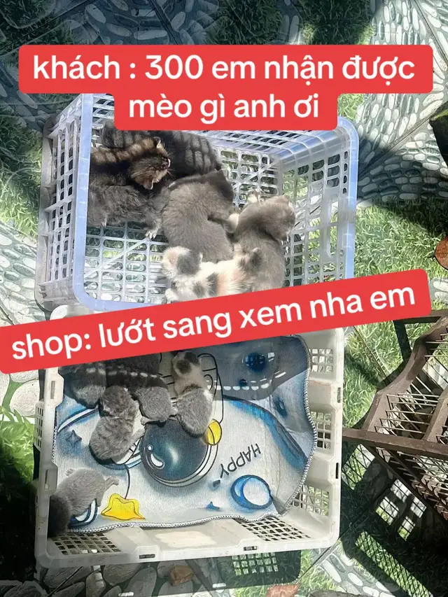 #xuhuong #meomeo #xuhuongtiktok 