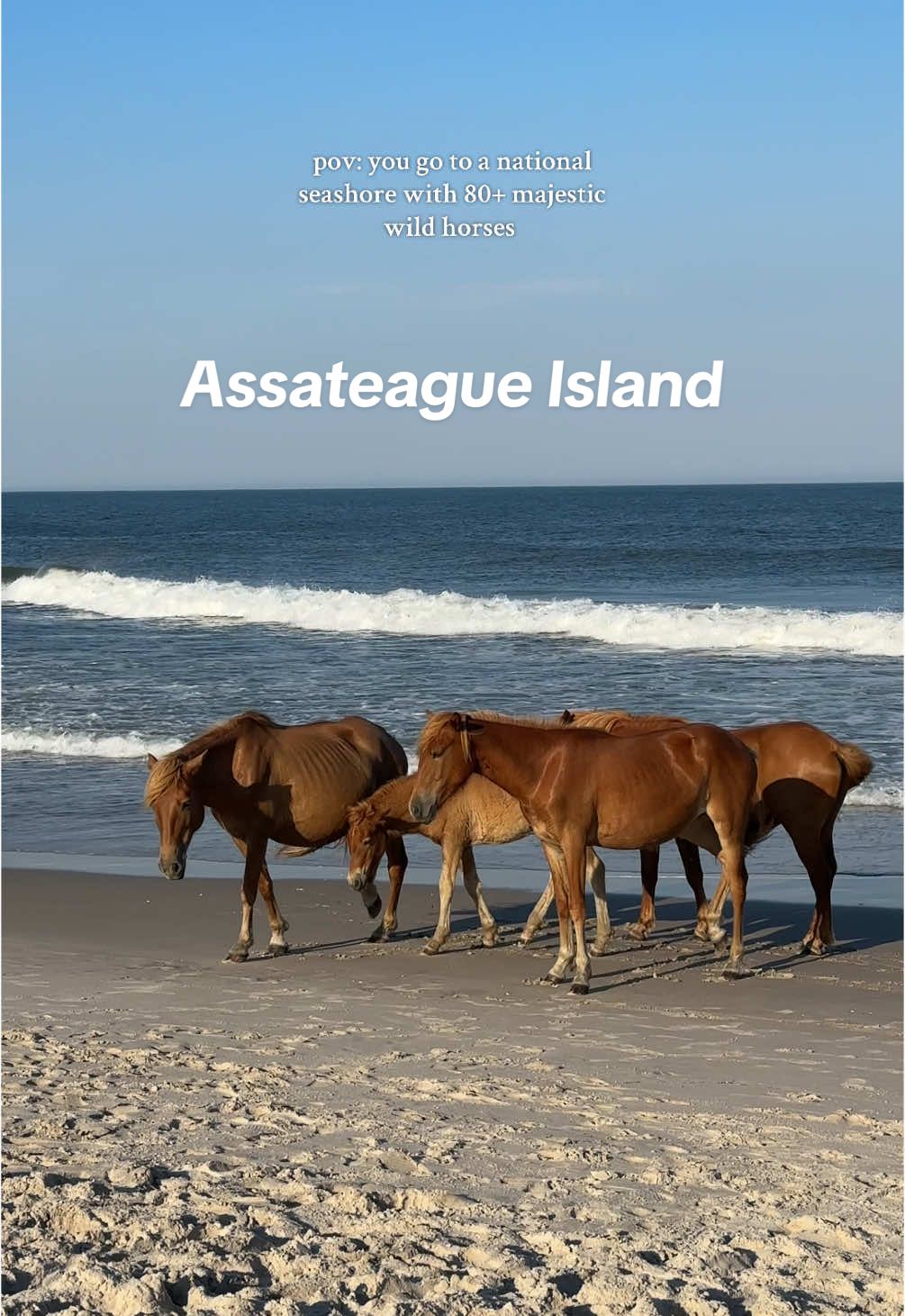 Such a fun day trip and bonus points bc I’m year of the horse 🙆🏻‍♀️🐴 #nationalseashore #assateagueisland #assateagueislandnationalseashore #horses #ponies #maryland #virginia #dmv #travel #nature #sea #beach #dmvtiktok 