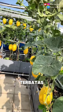 menanam melon dirumah saja #pertanian #melon #tipsberkebun #trikpintar #fyi #reels