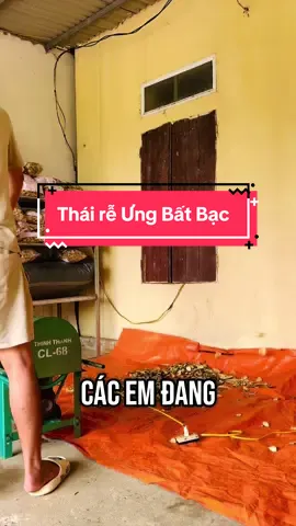 Cây Ưng Bất Bạc#ThảoMộcChungNinhBình #hạmenganvàngdavàngmắt #giảiđộcgan 