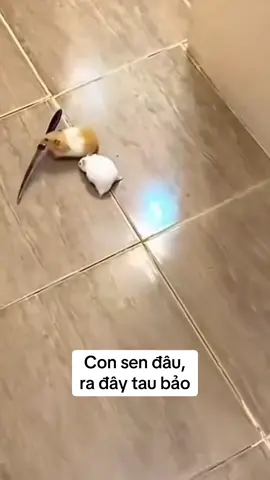 Khi boss nổi loạn #hamster #hamsters #xuhuongtiktok #dechehamster 