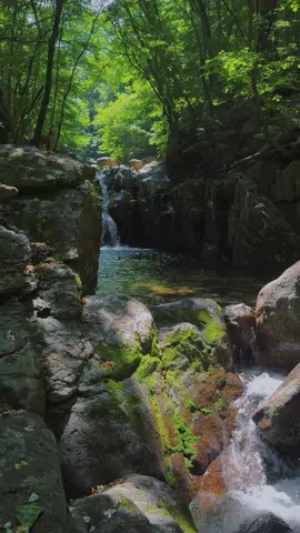 #Waterfall #숲속 #NatureVibes #자연힐링 #HealingTrip #숲속산책 #TravelKorea #자연풍경 #NatureLover #물소리 #ForestVibes #힐링영상 #TikTokNature #자연여행 #NatureHealing #힐링 