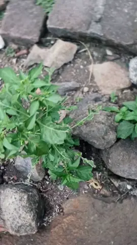 tutor Hd#viral #beranda #sinimatic #rxking #fyppppppppppppppppppppppp 