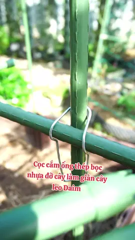 #trending #vattulamvuonbaominh #bonsai #trongrausanthuong #trongrausach #coccambocnhua #ongthepbocnhua 