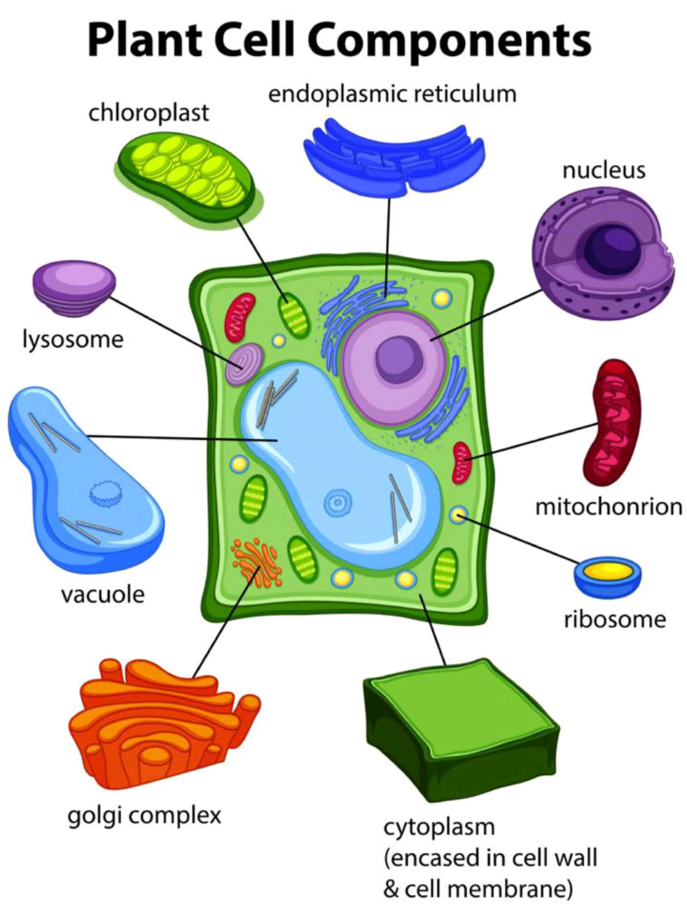 خلية حقيقة النواة (الخلية النباتية) احياء سادس علمي 3D. #احياء #العلم #خلية #cell #eukaryoticcell 