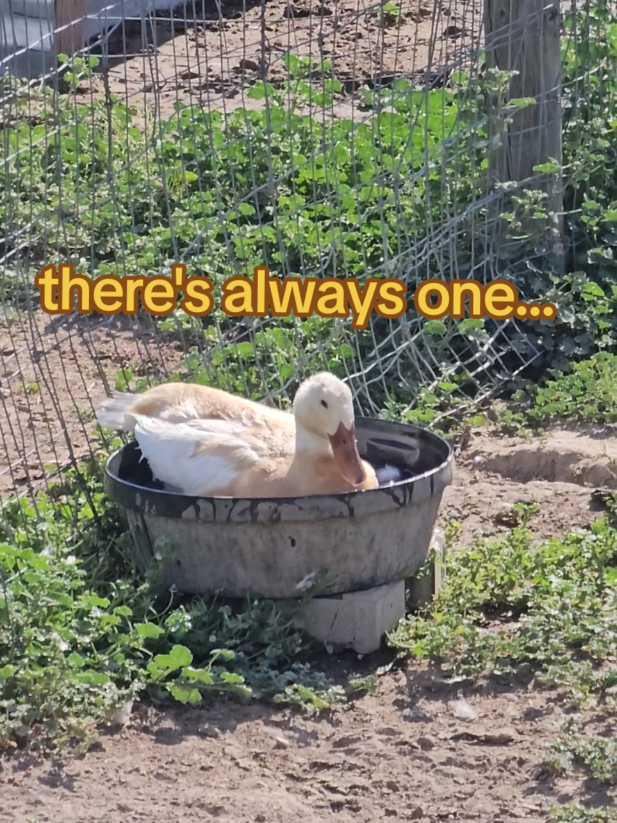 birds of a feather don't always flock together 🙄🤦🏼‍♂️ #duckpool #ducks #petducks #duckdad #farmtok #ducktok #duckmom #ducksoftiktok 
