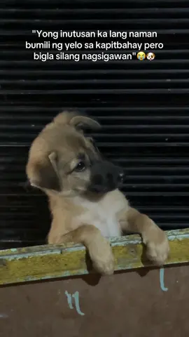 WAG NALANG MAGYELO 🐶 #fyp #foryoupage #dog #dogsoftiktok #aspin #aspinlover #aspindog #puppy #dogs #puppylove 