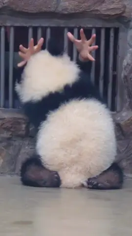 Funny panda🤣🤣 Do you want be a panda #funny #panda #funnyvideo #tiktok #fpy #Foryou #cute #haha #core #usa 