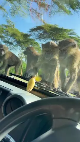 Allons-y ensemble découvrir la beauté naturelle de la Tanzanie avec moi #makemefamous #monkey #adventuretime #davidnatureafrica #feelthenature #discover #arusha #kenyantiktok🇰🇪 #tanzaniatiktok #tourguide #enjoylife #happiness #joy #incredible #flypシ 