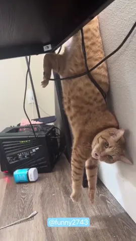 Cat needs help#funny #funnyanimals #funnyvideos #pet #cute #cats #fyp 