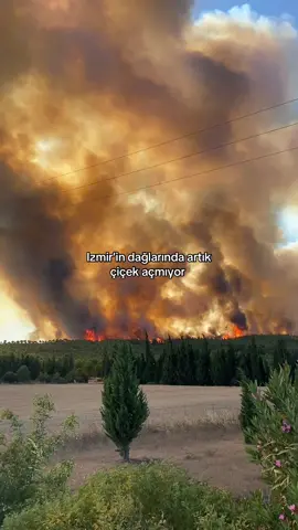 Bu daha başlangıçtı sadece sonrasında rüzgarın etkisiyle bütün cevreyolunu saran bir yangına dönüştü ve müdahalelerin yeterli olmamasıyla bir sürü canımız öldü. “İnsan insan derler idi insan nedir şimdi bildim” Fazıl Say… #keşfett #keşfet #izmir #yangın #yanıyor #ormanlarımız 