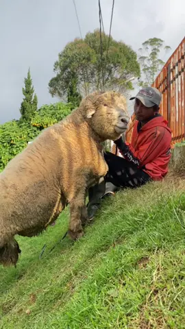 Domba super jumbo #dombamerino #dombalucu #dombabatur 