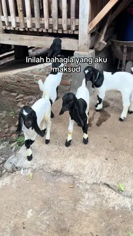 Alhamdulillah #peternakmuda #peternakkambing #kambingkaligesing #kambingkontes #sobatngaret 