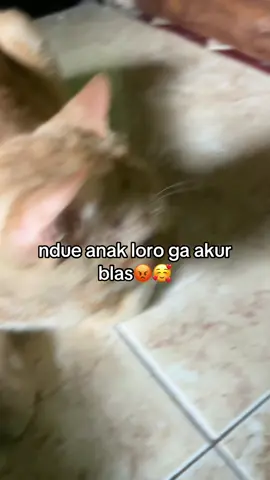 😭 #kucing #fyp #kucingputihbloon🗿 #kucingoren #zyxcba #lewatberanda 