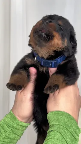 If you have Rottweiler puppy…#funny #cute #fyp 