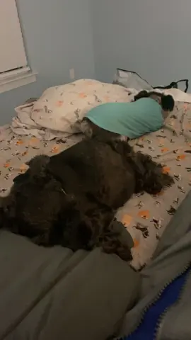 Pumping with the schnauzer squad #lymphedema #lymphapress #lymphapod recently diagnosed with lymphedema. I have to pump everyday now. 