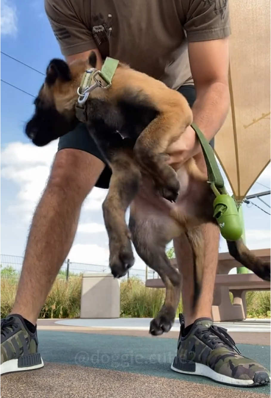 So dramatic belgianmalinois 🤣#pets #fyp #funnyvideos #dog #dogs #doglover #funnytiktok #funnydog #funny #belgianmalinois 