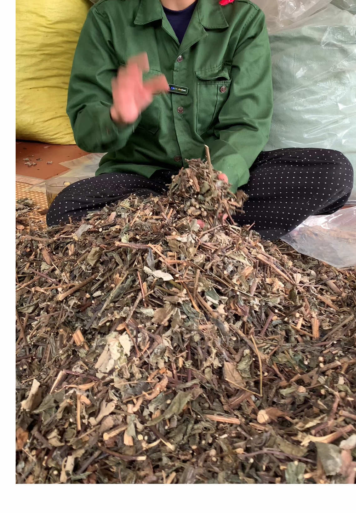 Trà bầu đất tím rừng , tăng nội tiết tố giảm khô hạn cho chị em #caybaudat #khohan #viemphukhoa #viemnhiemphukhoa #baithuocdangian #suckhoe 