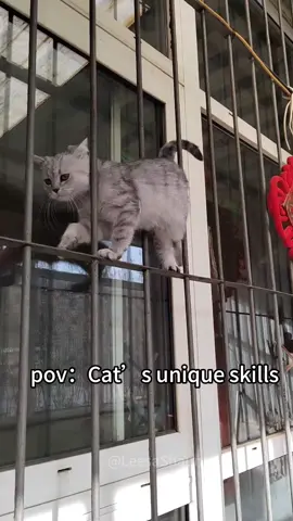 Cat’s unique skills#funnyvideos #usa#funnymoments #cat #catsoftiktok #catlover #foryou 