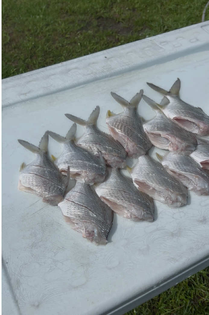 Stop spending all your hard earned money when you can feed your soil and plants for free💯🤞🏾🐟🖤🌱💚 #naturalfertilizer #fish #gardening #fertilizer 