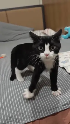 Funny cats 🐱🐈😂😂😂#funnycat #funnyvideos #funnytiktok #funny #catsoftiktok #tiktokcats #tiktok #Foryou #lovetiktok #cat #usa 