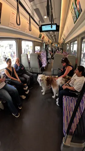 Train Interactions with my dog!!  #dogs #viral #petlover #trains #tube #subway #viola #travel #fyp #fypp 