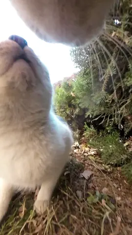 Maxwell also has cat friends? Yes, just two or three!#cats 