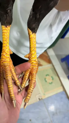 3kg1 tơ 2t5 ưng ib dép lào