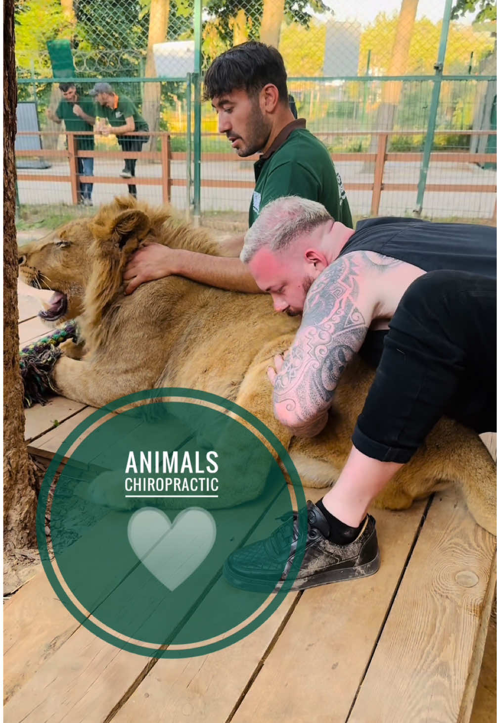 Animals with back pain 🥹🥹🥹 • • • #foryou #asmr #animal #chiropractortiktok #türkiye #hundeauftiktok #hund #tiere #Love #animals #sommer 