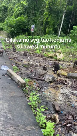 Muruntu sika’😂#fyp #masukberanda #bugissulawesi #bugispride🔥 #katakatabugis #storybugisviral 
