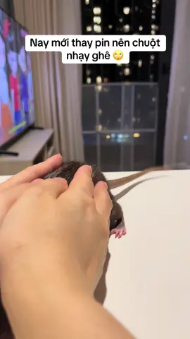 Pin xịn ghê :)) #cute #hamster #rat #pet #dog #cat #meo