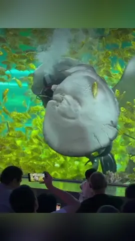 Stingray core#funny #foryou #fyp #animals 