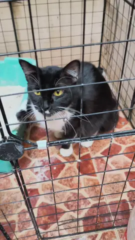 Cegah kucing pipis sembarangan pake ini #kucinglucu #catlover #cats #catlovers 