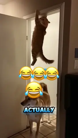 #funnyvideo #dog #cat #foryou #talkingdog #talkingcat #funny #voiceover #pet #animalsoftiktok 