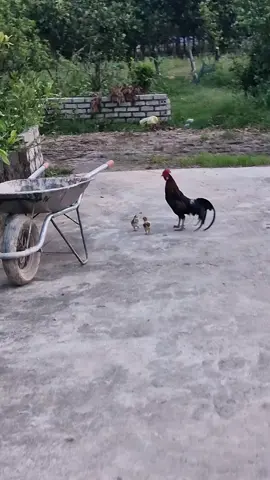 mẹ đi lun rồi con ạ.