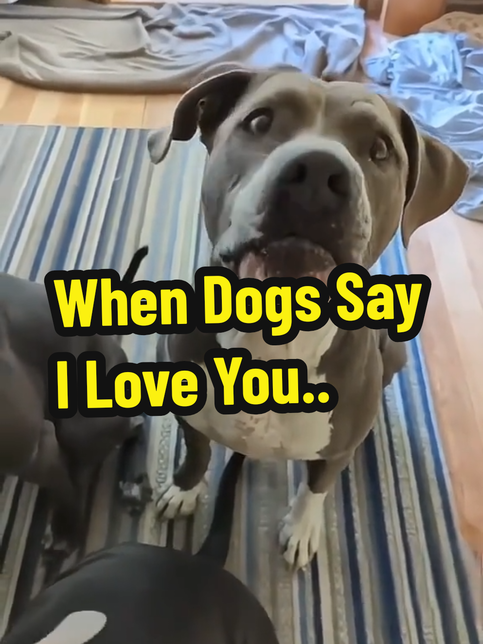 This adorable compilation features the most lovable dogs saying “I love you” in their own special way. From deep howls to sweet growls, these pups will leave you smiling, laughing, and maybe even shedding a tear. Whether you're a dog lover or just need a dose of pure joy, this video is for you! Don't forget to like, share, and subscribe for more heartwarming animal moments! #DogsSayingILoveYou #TalkingDogs #CutePets #DogCompilation #ILoveYouDog #HeartwarmingAnimals #AnimalLovers