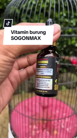 Rahasia sogon gacor #vitaminburung #vitaminburungkicau #sogon #sogonmaniaindonesia #sogonmania #sogongacor #kicaumania #kicaumaniaindonesia #kicaumanianusantara #kicau 