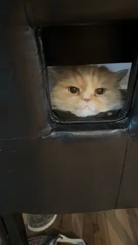 Can’t find my cat he’s in this spot everytime lol cracks me up #fypシ #cats #persians #catsoftiktok #kitty #meow #foryou #animals 