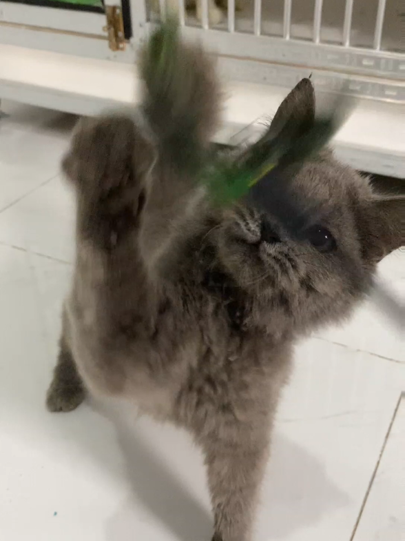 Lepas Adopsi Persia medium  betina 6 bulan aktif lincah #adopsikucing #kucing #kucingtiktok 