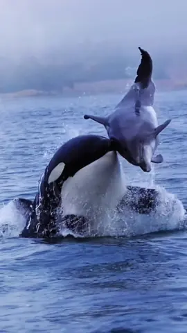 Orca go hunting #orca #sea #beach #wave #ocean #fish #shark #2025 