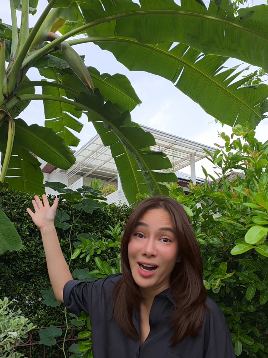 กล้วยน้ำว้าไม่ทนต่อคำขู่!!!!!! #ไม่เชื่อก็ต้องเชื่อ 😱🍌🍌#อัทเดทผลไม้หน้าบ้าน มีอะไรบ้างมาดูกันค่ะ  #joyhome #happyjoy #ปลูกผักกินเอง #organic #tiktokคนบันเทิง #joyrinlanee 