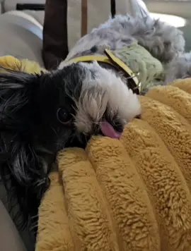 #Summer #style #dogsoftiktok #cuteness #justforyou #fyp #shihtzu #funny #hair 