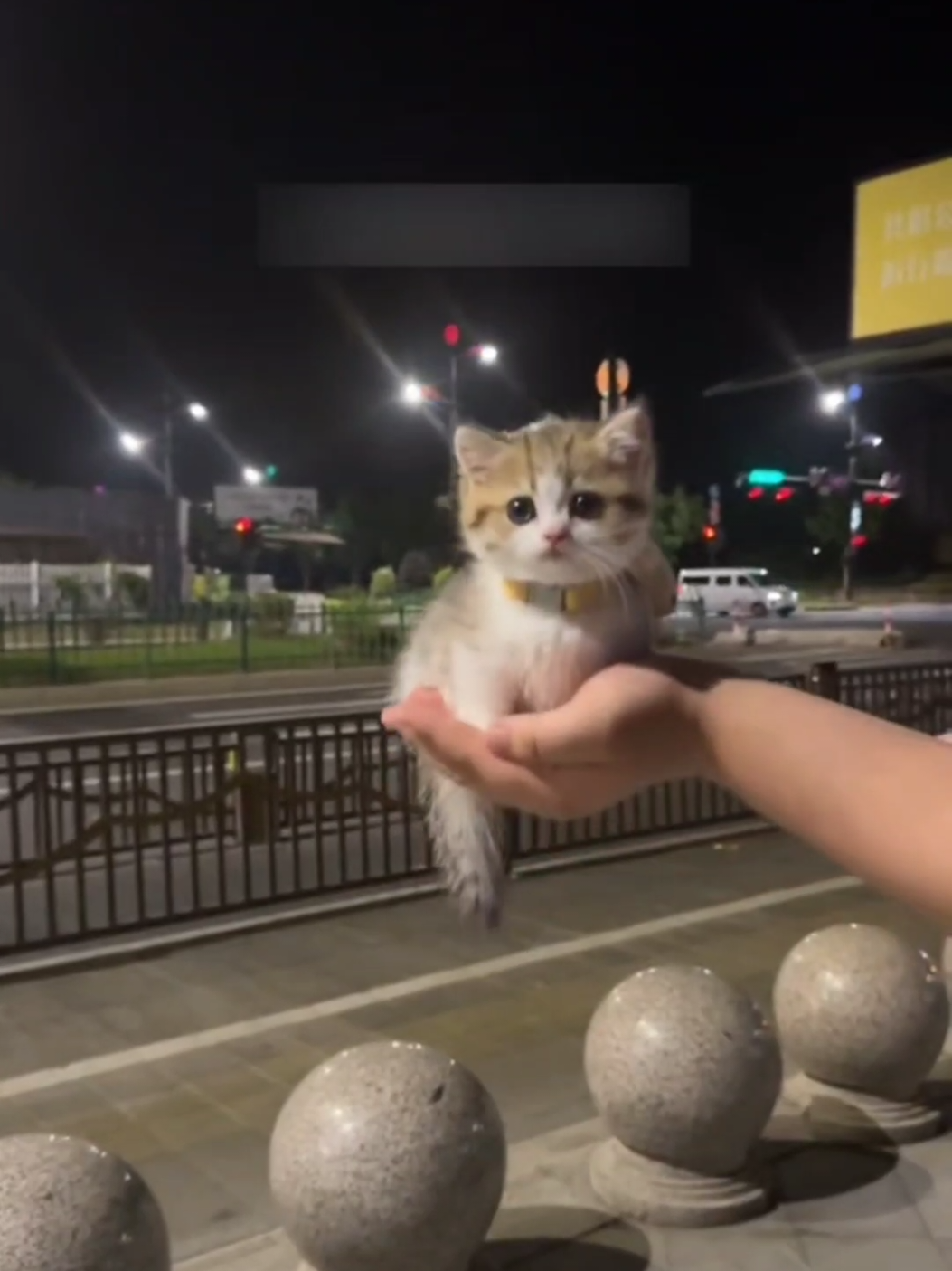 Tiny baby🥰.#pets #kitten #cats #cute 