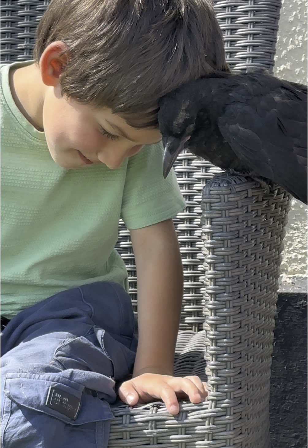 41 seconds of a perfect little boy with his perfect little bird 🫶🏼 #crow #sherylthecrow #petcrow #corvid #bird #BestFriends #mates #fyp #precious #preciousmoments @Ronny_Rocket 